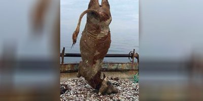 700 kiloluk dana şaşırttı