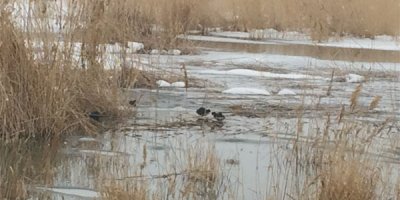 Van'da yaban hayvanlarına yem desteği