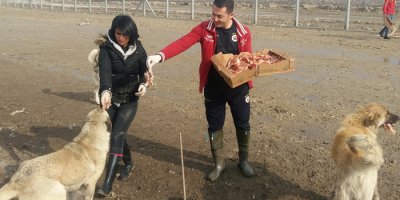 Kadınlar sokak hayvanları için seferber oldu