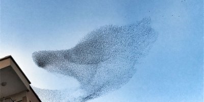 Sığırcık kuşlarının gökyüzündeki dansı hayran bıraktı