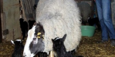 İthal Ettiği Koyunlardan 6'sı Beşiz Doğurdu