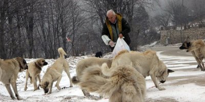 Köpekler onu aracının sesinden tanıyor