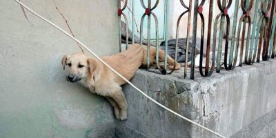 Demir korkuluklara sıkışan köpeği itfaiye kurtardı