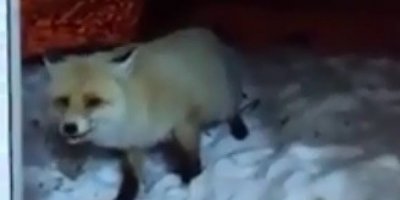 Aç kalan tilkiyi besledi