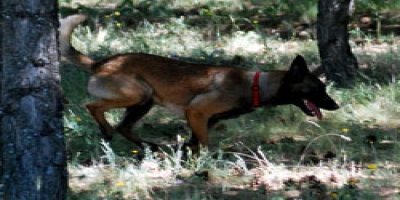 Kayıp çocukları izci köpekler bulacak