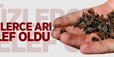 Yüzlerce arı telef oldu