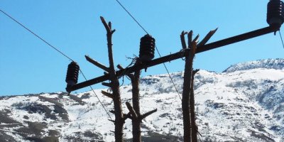 Çam ağacı elektrik direği oldu