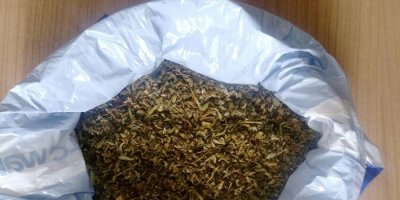 250 gram bonzai ele geçirildi