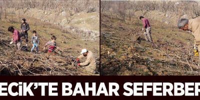 Derecik'te ağaç budama çalışması