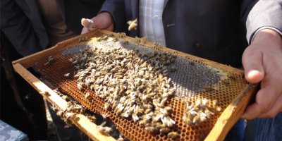 482 arıcıya 1 milyon 11 bin TL ödeme yapılacak