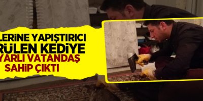 Tüylerine yapıştırıcı sürülen kediye duyarlı vatandaş sahip çıktı