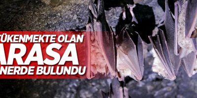 Nesli tükenmekte olan yarasa bakın nerde bulundu