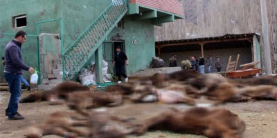 20 büyükbaş hayvan telef oldu