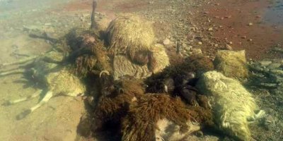 21 koyun ahırda telef oldu