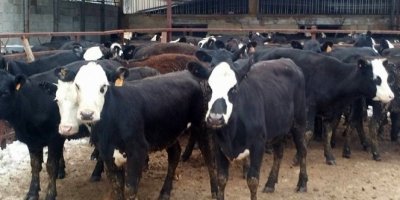 Yerli sığır fiyatı yıllık bazda yüzde 26,3 arttı