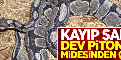 Kayıp şahıs, dev pitonun midesinden çıktı