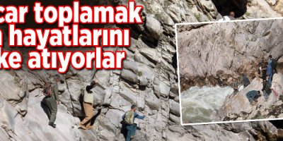 Pancar toplamak için hayatlarını riske atıyorlar