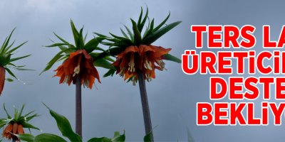 Ters lale üreticileri destek bekliyor