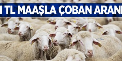 6 Bin TL Maaşla Çoban Aranıyor