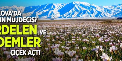 Yüksekova'da 'Baharın müjdecisi' kardelen ve çiğdemler çiçek açtı