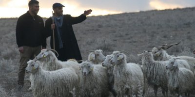 Kalifiye çoban bulmak zorlaştı