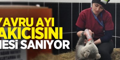 Yavru ayı bakıcısını annesi sanıyor