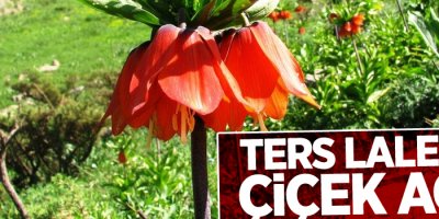 Ters laleler çiçek açtı