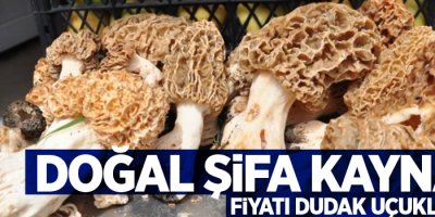 Bu mantarın kilosu 150 TL