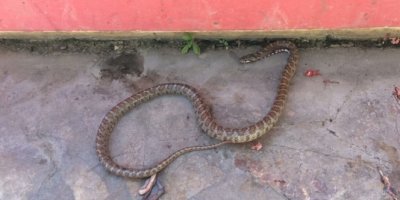 Çamaşır sepetinden yılan çıktı