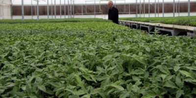 Domates fiyatlarını artıran sebep ortaya çıktı