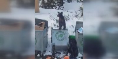 Aç kalan ayı çöpte yiyecek aradı