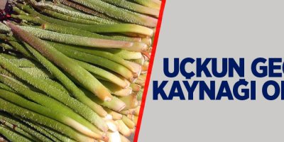 Uçkun geçim kaynağı oldu!