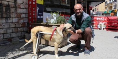 Duyarlı esnaftan felçli köpeğe yürüteç