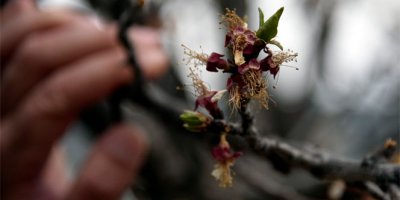 Gümüşhane 7 yıl sonra kayısı yiyecek