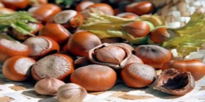 Fındık üreticisine dekar başına 160 lira