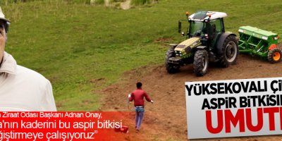 Yüksekovalı çiftçiler aspir bitkisinden umutlu