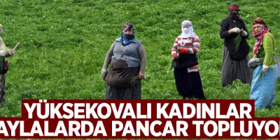 Yüksekovalı kadınlar yaylalarda pancar topluyor