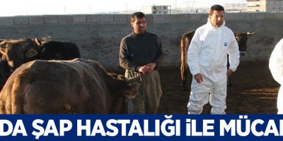 Van'da Şap hastalığı ile mücadele