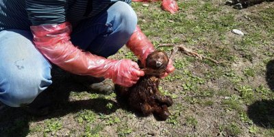 Tek gözlü kuzu dünyaya geldi
