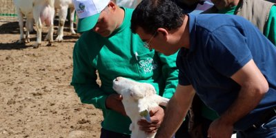 4 bin lira maaşla çoban yetiştiriyorlar