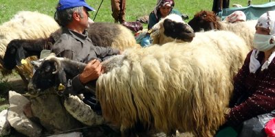 Yaylacıların zorlu mesaisi başladı
