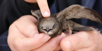 Dünyanın en esrarengiz kuşunu bulduklarına inanamadılar