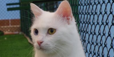 Van kedilerinde doğurganlık artırılıyor