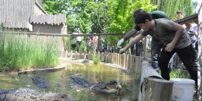 Dev timsahları elleri ile beslediler