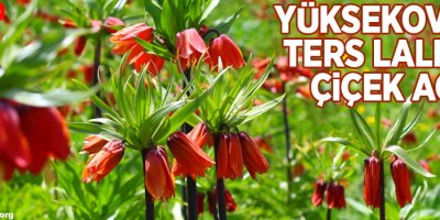 Yüksekova'da ters laleler çiçek açtı