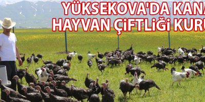 Yüksekova'da hindi ve tavuk çiftliği kuruldu