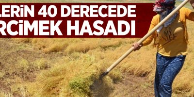 İşçilerin 40 derecede mercimek hasadı