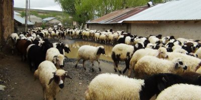 Sel felaketinde 26 kuzu telef oldu