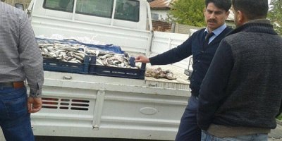 Kaçak balık operasyonu!