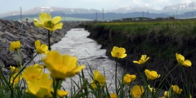 Göle Ovası rengarenk